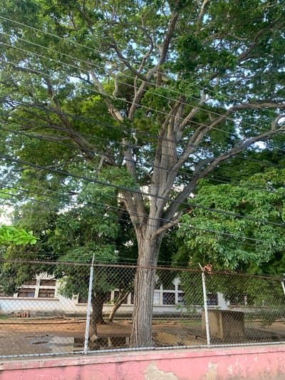 The image captures a large tree with intricate branches and a rough, textured trunk, interwoven with multiple power lines. Behind the tree, a chain-link fence encloses an area with a building featuring multiple windows and some debris on the ground. The scene appears to be an outdoor urban setting, possibly in La Asuncion, Venezuela, given the presence of lush vegetation and the architectural style of the building. The lighting suggests it might be late afternoon. There are no people visible in the frame.