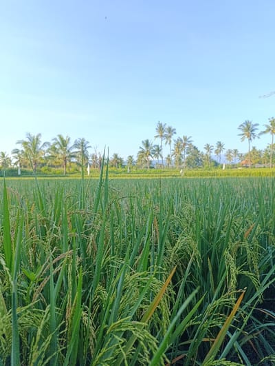 The image shows a close-up view of a rice paddy field in Kecamatan Arjasa, Indonesia. The paddy field is located at coordinates -7.775 latitude, 114.14 longitude. The field is full of lush green rice plants. There are palm trees in the background. The sky is blue and clear. The image captures the beauty of the Indonesian countryside.