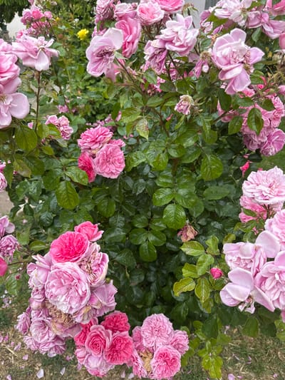 The image presents an overhead, close-up view of a vibrant rose bush flourishing in a garden in Subotica, Serbia. The primary subjects are numerous pink roses and their lush green foliage.
The roses display a range of pink hues, from soft, delicate pastel pinks to more intense, vibrant fuchsia and deep pink clusters. They are in various stages of bloom; some are tightly packed, fully open flowers with many layered petals, while others show signs of fading or wilting, with browning edges. Scattered among the blossoms are dense, dark green leaves, many appearing glossy and healthy, providing a rich, leafy backdrop to the flowers. Some lighter green or slightly discolored leaves are also visible.
No specific activity or event is taking place, but the scene captures the natural beauty of a rose bush in full bloom. The lighting is bright and even, indicating daytime. Patches of dry grass and fallen rose petals are visible around the edges and in the background, suggesting an outdoor garden environment. There is no visible text in the image.