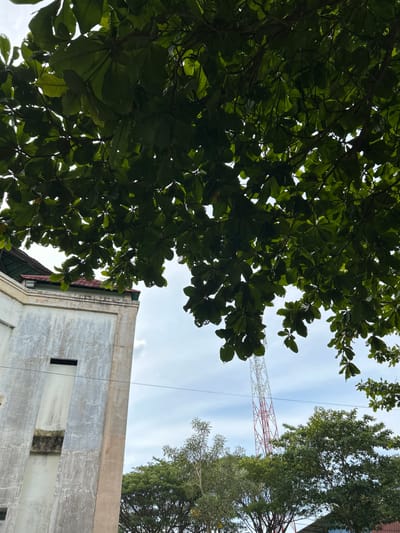 The image shows an outdoor scene looking upwards, featuring lush green foliage from a large tree in the foreground, partially obscuring the view of the sky. The leaves are large and dark green, with sunlight filtering through them. To the right of the foliage, a portion of a building is visible. It appears to be a light-colored structure with a weathered, textured facade, featuring a narrow, dark rectangular opening. Further in the background, a tall telecommunications tower with a red and white lattice structure pierces the sky. The sky is partly cloudy, with a mix of white clouds and blue sky. The scene suggests a daytime setting, likely in a tropical or subtropical climate due to the dense foliage. The combination of the tree, building, and tower suggests an urban or semi-urban environment. There is no visible text in the image.