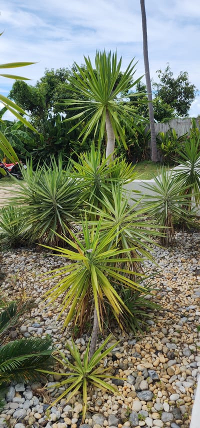The image shows a group of yucca plants growing in a garden area. The plants have long, spiky green leaves that fan out from the top of their trunks. They are planted in a bed of small, smooth pebbles of various colors, including beige, gray, and white. Behind the yucca plants, there is lush green foliage, including trees and possibly banana plants. A tall, slender palm tree trunk is visible on the left side of the image. In the background, a light-colored fence or wall can be seen, along with a glimpse of a blue sky with wispy white clouds. The scene suggests an outdoor setting, likely a garden or a tropical landscape. The lighting indicates it is daytime, possibly sunny given the bright colors of the pebbles and foliage. There is no visible text in the image. The overall impression is one of a well-maintained tropical garden.
