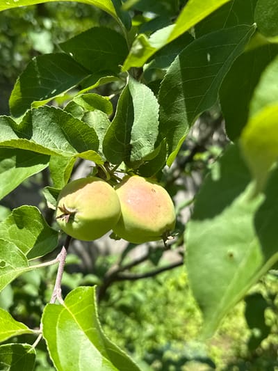 The image depicts two small, green apples growing on a branch amidst lush green leaves. The apples are partially tinged with pink, suggesting they are still developing. The background consists of more foliage, rendered in soft focus, creating a natural outdoor setting. The lighting suggests a bright, sunny day. This scene is likely found in Pushkino, Russia, a city known for its green spaces and natural beauty, potentially in a backyard garden or an orchard.