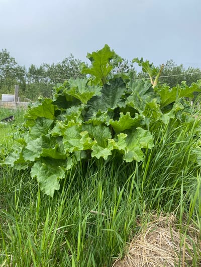 The image shows a large rhubarb plant with broad green leaves in a grassy area. In the background, there are trees and a few structures, including what appears to be a grey tub or bin and some wooden posts. The sky is overcast. The location is identified as Haines Junction, Canada.
