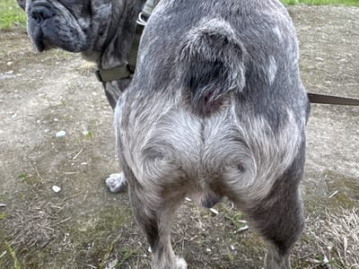 The image shows the rear view of a large, grey, brindle-patterned dog standing on a patch of dry, somewhat barren ground with sparse vegetation. The dog is wearing a dark green collar. The focus is on the dog's hindquarters, with its tail curled upwards and its fur styled in distinct swirls. The dog's head is partially visible on the left side of the frame, showing its brindle markings and dark nose. The lighting suggests it is daytime, with overcast conditions. The scene appears to be outdoors in a somewhat unkempt or natural setting, possibly a park or a rural area. There is no visible text in the image.