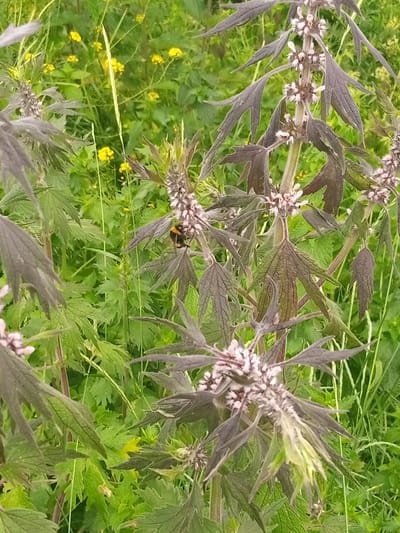 A close-up shot captures a bumblebee with black and yellow markings resting on a dark-leafed plant with small pink and white flowers. The plant's leaves are deeply lobed and serrated. The background is a dense field of vibrant green vegetation, interspersed with small yellow flowers. The scene appears to be an outdoor natural setting, possibly a meadow or field. The location is identified as Luka, Ukraine.