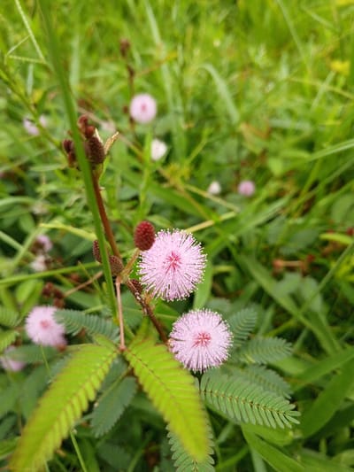 A close-up image shows two vibrant pink Mimosa pudica flowers, their unique spherical shape prominent. The delicate green leaves of the plant are also visible, their intricate details adding to the natural scene. A brown stem with spiky buds rises amidst the flowers. The background is filled with lush green grass and other plants, creating a dense, wild setting. The image captures the beauty and fragility of nature in a close-up view.