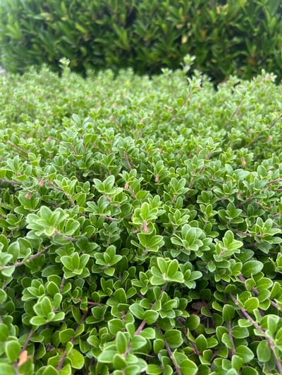 The image is a close-up, outdoor, eye-level shot of a dense, green hedge composed of small, oval-shaped leaves with light green edges. The leaves are tightly packed on thin, reddish-brown stems. In the background, a blurrier, darker green hedge or foliage provides a contrasting backdrop. The lighting appears to be natural daylight, possibly overcast, as there are no harsh shadows. The scene is entirely natural, with no human presence or man-made objects visible in the foreground. The location in Burnaby, Canada, is not discernible from the visual information provided in the image.