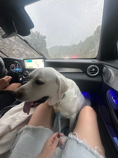 A white dog with a light blue collar and leash is sitting in the passenger seat of a car. The dog is looking down towards the dashboard, with its tongue hanging out. A person's legs are visible in the foreground, wearing ripped denim shorts. The car's interior is dark, with blue ambient lighting. The dashboard displays a navigation system and digital gauges. Outside the car, it appears to be raining, with water droplets on the windshield and a blurred view of trees and a red taillight. The overall mood is casual and domestic, suggesting a road trip on a rainy day.