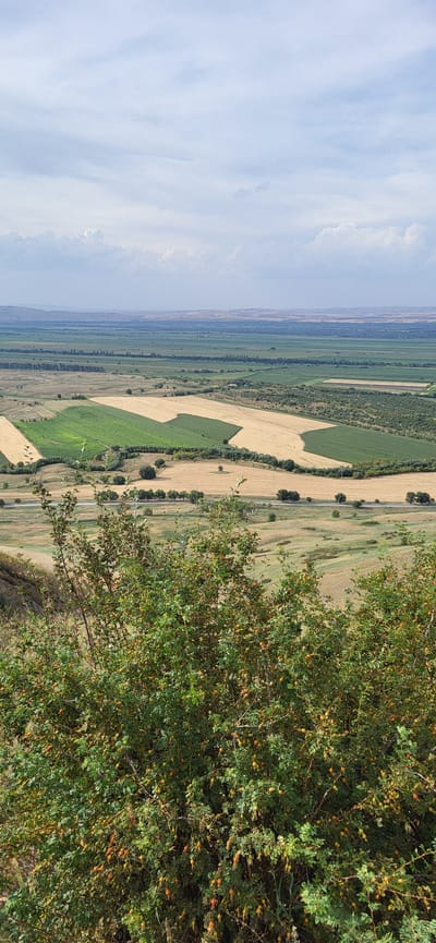 The image is a vertical, high-angle landscape photograph taken in the vicinity of Syrymbet, Kazakhstan. In the foreground, a dense bush with green leaves and numerous small, orange-red berries is prominently featured, extending from the bottom of the frame upwards. Beyond the bush, the landscape unfolds into a vista of agricultural fields. There are distinct patches of green and golden-yellow fields, suggesting different crops or stages of growth. A road can be seen running horizontally through the middle ground, bordered by trees. In the distance, the landscape becomes flatter, with more fields and a line of trees, leading to rolling hills and a hazy horizon under a sky with scattered clouds. The overall scene depicts a rural, agricultural area with varied vegetation and clear sky.