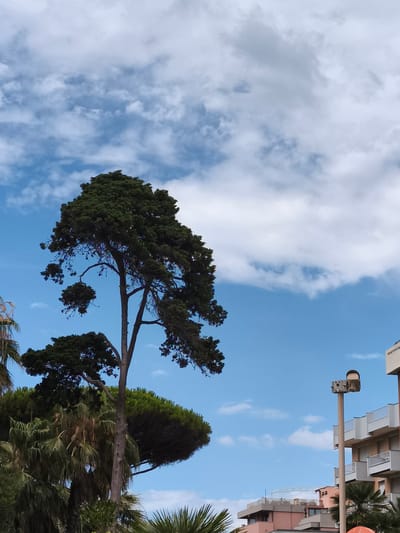 This media file captures a view of a bright, partly cloudy sky over a coastal area. The dominant subjects are a tall, dark green coniferous tree with an irregular crown, and a modern building with balconies. In the foreground, palm trees are visible, suggesting a warm climate. A lamppost with a light fixture stands tall, adding an element of human infrastructure to the natural and architectural elements.

The scene appears to be set during the daytime, with the sun illuminating the clouds and the landscape. The weather seems pleasant, with a mix of blue sky and white, fluffy clouds. The architecture of the building, with its white railings and light-colored facade, hints at a Mediterranean or coastal location. The presence of palm trees further reinforces this impression.

No specific activity or event is depicted. The image focuses on a static scene, showcasing the interplay between nature and man-made structures against a vibrant sky. The overall mood is serene and peaceful, evoking a sense of a relaxed day in a sunny locale. There is no visible text within the frame. The location context of Livorno, Italy, aligns with the visual cues of palm trees and Mediterranean-style architecture.