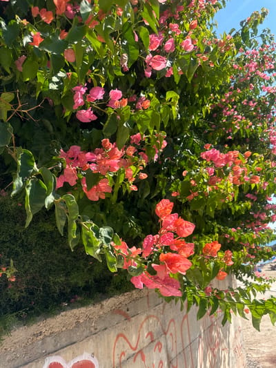 This image captures a close-up view of vibrant bougainvillea flowers and lush green foliage cascading over a concrete wall. The flowers display a range of pink and coral hues, some appearing translucent in the sunlight. The greenery is dense, with varying shades of green leaves and thinner, darker green shrubbery at the base of the wall. The concrete wall itself has a rough texture and is partially covered with red graffiti, some of which appears to be stylized letters or shapes. The background shows a bright blue sky and hints of a sunlit, outdoor environment, possibly a street or pathway, suggesting a location in Peyia, Cyprus. There are no people visible in the image.