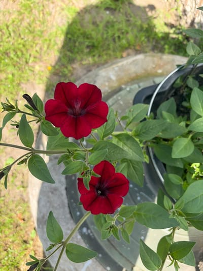 The media file shows a close-up view of two deep red petunia flowers in bloom, set against a backdrop of green foliage. The flowers are the main subjects, with their velvety petals and dark centers clearly visible. They are positioned on the right side of the frame, with one flower slightly more prominent than the other. Numerous green leaves and stems fill the rest of the image, indicating that the flowers are part of a larger plant.
The setting appears to be outdoors, as suggested by the dappled sunlight illuminating the leaves and the blurred background of what looks like grass and some kind of concrete structure. The lighting and soft focus on the background suggest it might be daytime, possibly late morning or early afternoon, with bright but not harsh sunlight. There are no people or animals visible in the frame.
Notable details include the intricate veining on the petals of the petunias and the delicate texture of the leaves, some of which have a slightly fuzzy appearance. The scene is tranquil and natural, focusing on the beauty of the flowers. The overall impression is one of a pleasant, sunny day in a garden or outdoor plant setting. No text is visible in the media file. The location context is Kimry, Russia.