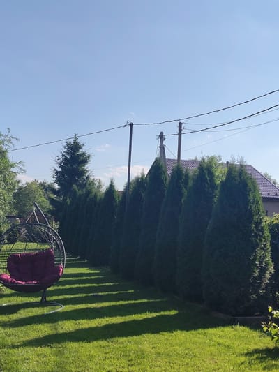 The image depicts a sunny day in a backyard in Melikhovo, Russia. A lawn is neatly mowed, with distinct shadows cast across it from a row of tall, dark green evergreen trees that form a natural fence. To the left of the frame, a modern hanging egg chair with a deep red cushion is positioned on the grass, inviting relaxation. In the background, a house with a brown tiled roof is visible, partially obscured by the trees and foliage. Power lines stretch across the clear blue sky, supported by wooden utility poles, suggesting the presence of electricity infrastructure. The overall atmosphere is serene and peaceful, indicative of a pleasant summer day. No people are visible in the image, and there is no visible text.