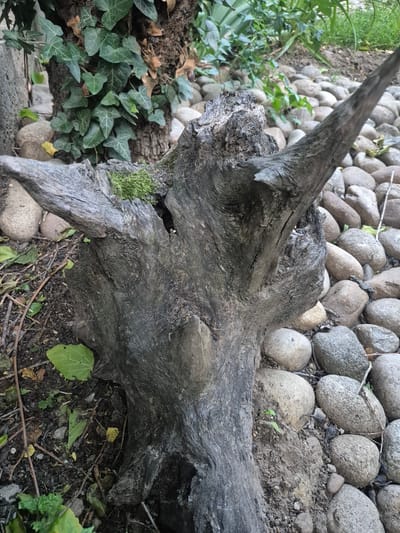 The image shows a weathered tree stump with a gnarled, dark gray texture. It is partially covered with green moss on its upper surface. The stump is situated on the ground, surrounded by smooth, rounded river stones of various sizes and shades of gray and brown. In the background, lush green ivy vines climb a tree trunk, and other green foliage and plants are visible. The ground is a mixture of soil and fallen leaves, with some small twigs scattered around. The scene appears to be in an outdoor setting, likely a garden or park area. The image does not contain any people or depict any actions or interactions. The location is identified as Busmantsi, Bulgaria.