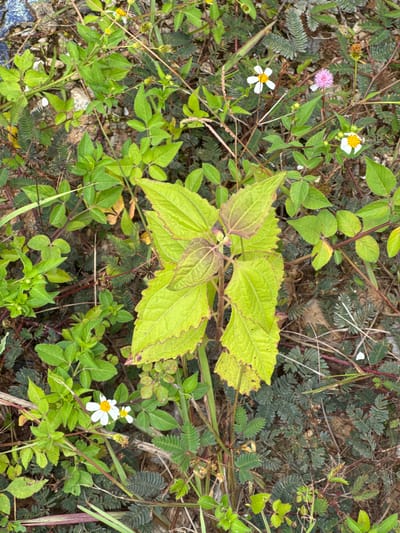 An overhead shot shows a patch of ground covered with various plants and some dry leaves. The scene is natural and appears to be outdoors, possibly in a wild or uncultivated area within the city of Bo Y, Vietnam. There are no people or animals visible in the image.
The dominant features are the plants, which include several types with different leaf structures and colors. In the center of the frame, a plant with broad, bright green leaves, tinged with reddish-purple along the edges, stands out. To the left and bottom of this central plant are clusters of smaller, vibrant green leaves.
Scattered throughout the scene are small flowers. There are white flowers with yellow centers, and one pink, fluffy-looking flower. Some of the plants have feathery, dark green leaves that appear to be a different species from the brighter green ones. There are also some dried stems and a few scattered, spiky seed pods. The ground beneath the vegetation appears to be soil, with some small stones visible. The overall impression is one of natural growth and a slightly overgrown environment.