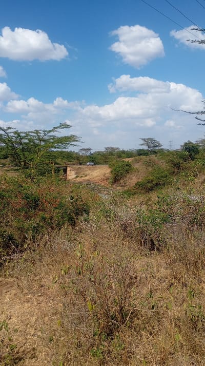 The image captures a vast, open natural landscape under a bright, clear blue sky dotted with scattered white cumulus clouds. The scene appears to be a sunny day, possibly in a dry season or arid region, given the prevailing vegetation.

In the foreground, the ground is covered predominantly by dry, brown grass and sparse, shrubby bushes. Some of these bushes retain patches of green leaves, indicating a mix of vegetation resilience or varying species. The texture of the ground is rough and uneven, characteristic of undeveloped land.

Moving towards the midground, a natural dip or shallow valley cuts across the landscape. A small, rustic-looking bridge or culvert, seemingly constructed from stone or concrete, spans this depression, connecting higher ground on either side. To the right of this bridge, a dirt or unpaved road is visible, traversing the higher ground. A light-colored vehicle, possibly a silver or white SUV or pickup truck, is parked or driving on this road. The area around the valley and road is dense with more green and dry bushes and trees, which appear somewhat scrubby.

In the background, the landscape continues with rolling terrain covered by similar sparse tree cover. The trees generally have an acacia-like appearance with flat-topped or spreading canopies. On the far right side of the background, a tall, metallic structure resembling a power line tower or pylon is faintly visible against the sky, with associated power lines stretching horizontally across the upper right portion of the image.

The overall impression is one of a rural or semi-wild environment, likely experiencing a dry period, with signs of human infrastructure (road, bridge, power lines) integrated into the natural setting. There is no specific activity evident other than the stationary or moving vehicle. No text is visible in the image.