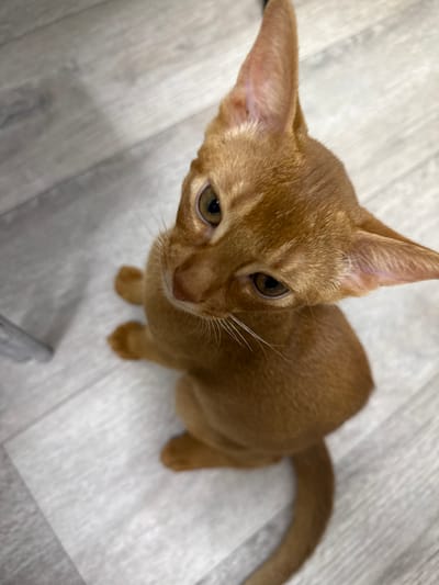 The image shows an orange Abyssinian kitten sitting on a light-colored, wood-planked floor. The kitten is looking up at the camera with large, attentive eyes. The kitten's fur is short and tawny, and its ears are large and erect. The background is out of focus, but appears to be an indoor environment with a muted color palette. There is no indication of the city of Stary Oskol, Russia, in the image.