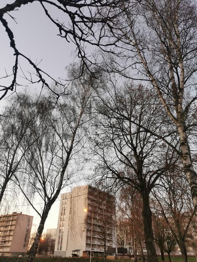 Tall, bare trees dominate the foreground, their branches silhouetted against a pale sky. Behind them are apartment buildings, mostly white or light-colored, with multiple stories and visible balconies. A few streetlights glow softly. The scene is bathed in a soft, possibly early morning, light, giving a muted, almost dreamlike, quality to the urban landscape.