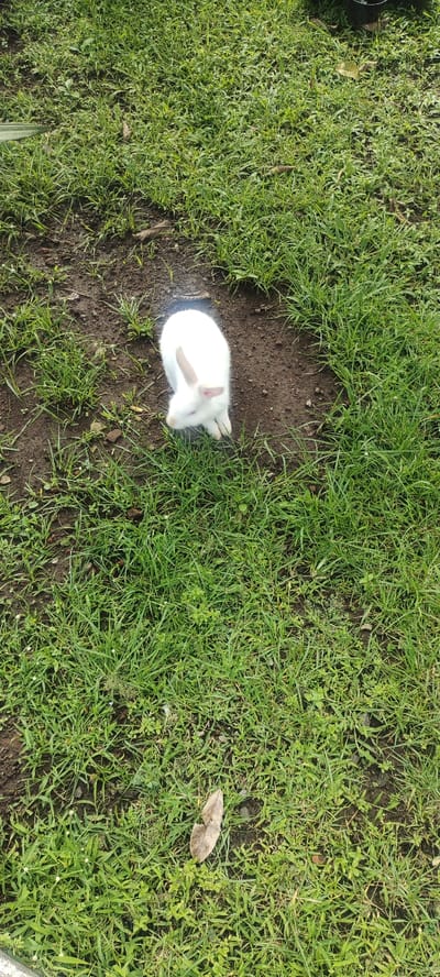 The image shows a white rabbit standing on a patch of grass in Kecamatan Lawang, Indonesia (coordinates: -7.827, 112.701). The rabbit is facing away from the camera, with its head lowered and its ears perked up. The grass is short and green, and there is a small brown leaf lying on the ground near the bottom of the image. The ground is mostly dirt, with some small rocks and pebbles scattered throughout. The image appears to have been taken on a bright, sunny day.
