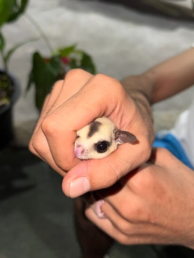 In this close-up, high-angle shot, a person's hands cradle a sugar glider. The sugar glider, small and light-colored with dark markings around its eyes and on its ears, is nestled securely in the person's cupped palms. The animal's large, dark eyes are visible, giving it a curious and alert expression. Its pink nose is also prominent.

The hands holding the sugar glider are a person's, with visible skin texture and fingernails. The person appears to be wearing a white t-shirt with blue trim. The background is softly blurred, showing hints of greenery from plants, suggesting an indoor or perhaps a shaded outdoor setting. The lighting is dim, indicating it might be evening or nighttime.

The scene conveys a sense of gentle care and interaction between the person and the small marsupial. The focus is entirely on the sugar glider being held, highlighting its delicate nature and the careful way it is supported. There is no visible text in the image. The location context of Wichit, Thailand, doesn't provide specific visual cues within the image itself, but suggests a tropical environment where such exotic pets might be kept.