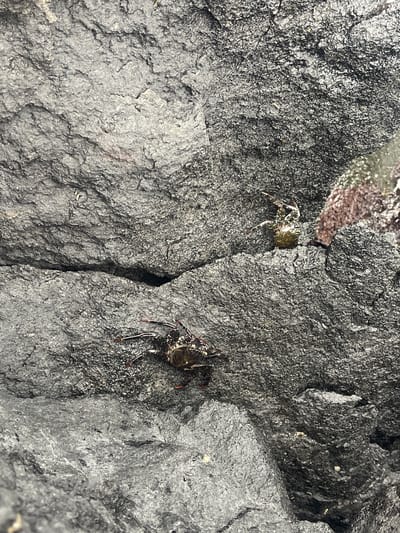 Two crabs are on a dark, rough rock surface. One crab is positioned near the top left, slightly obscured by an overhang, while the other is located lower on the right side of the image. The crabs are varying shades of dark greens and browns. The rock surface is textured with cracks and crevices. The scene appears to be outdoors. The location is Lagoa (Nossa Senhora do Rosário), Portugal, by the seashore.