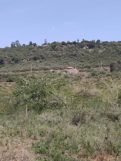 The image captures a wide outdoor scene of a hillside under a clear blue sky. The landscape is predominantly covered in various shades of green and brown vegetation, suggesting a dry or semi-arid environment.
In the foreground, the ground is covered with sparse, dry grasses and low-lying bushes. The soil appears light brown and dusty in places. On the left side of the foreground, a slender, dark brown or reddish pole, possibly a fence post, is partially visible. Further back, taller, shrub-like trees with light-colored, almost white branches and green foliage are scattered across the mid-ground, providing a natural barrier.
The midground is dominated by a densely vegetated hillside, steeply ascending towards the top. This section of the hill is covered with numerous trees and shrubs, creating a textured green expanse. Towards the center-right of the midground, a house is visible, nestled into the hillside. It has light-colored, possibly white or cream-colored, walls and a distinct reddish-brown, possibly tiled, roof. The house appears to be a single or two-story structure, and it is surrounded by more vegetation. Running horizontally across the midground, power lines are visible, strung between several tall, slender utility poles. One pole stands prominently to the left of the house, and others are further to the right.
In the background, the hill continues to rise, forming a ridge line. More dense vegetation, including larger trees and what appear to be rocky outcrops, characterize this upper section. Along the ridge, several smaller, scattered structures, which could be other houses or buildings, are barely visible amidst the trees.
The sky above the hillside is a bright, clear blue, with only a very faint wisp of cloud detectable towards the right side of the frame. The overall lighting suggests it is daytime, likely morning or early afternoon, with bright sunlight illuminating the scene. There is no visible text in the image.
