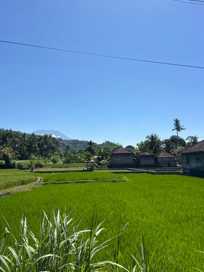 A wide-angle, eye-level shot captures a verdant rice paddy field under a clear blue sky in Karangasem, Indonesia. The foreground is dominated by lush, bright green rice stalks, with taller, blade-like grasses in the immediate front. The midground reveals terraced rice fields, separated by narrow pathways and bordered by stone or concrete retaining walls. A small, thatched-roof pavilion sits in the middle ground to the left.
Further back, a cluster of traditional Balinese houses with tiled roofs is visible. Beyond the houses, a dense line of palm trees and tropical foliage stretches across the landscape. In the far distance, a majestic, mist-shrouded mountain rises against the horizon, its peak barely visible through a light haze. Two thin, dark power lines traverse the upper portion of the sky horizontally. The scene is devoid of any human presence.