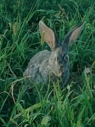 A medium shot shows a grey rabbit partially obscured by tall green grass and plants in a field. The rabbit is facing forward, with its ears perked up and angled outwards. Its fur appears textured, and its eyes are visible. The background consists of more dense vegetation, with some seed heads of grass visible. The lighting suggests it is daytime. The image was taken in a rural or natural setting.