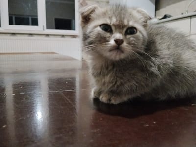 A light gray tabby kitten with folded ears sits on a dark, reflective wooden surface. The kitten's fur is fluffy, and its large, dark eyes are looking towards the camera. The surface it sits on appears to be a table or desk, with visible scratches and reflections of light. In the background, a white radiator is visible beneath a window with white frames. Beyond the window, the interior of a room can be seen, with what appears to be a countertop and cabinets in the upper right portion of the frame. The location is described as Vperyod, Russia.