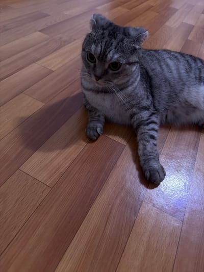 The image shows a close-up, high-angle shot of a grey tabby cat lying on a wooden floor. The cat is in the center-left of the frame, with its body stretching diagonally towards the upper right corner. Its head is turned towards the viewer, and its eyes are open, with a curious or alert expression. The cat's fur has distinct dark grey stripes on a lighter grey background. One of its front paws is extended towards the right side of the frame, with its claws slightly visible. The floor is made of wooden planks with a warm, brown hue, arranged in a diagonal pattern. There is a bright, bluish light reflecting off the floor in the upper right corner, suggesting an artificial light source. The scene appears to be indoors, in a well-lit room. There is no visible text in the image. The context provided, Nizhnekamsk, Russia, gives a geographical location but no specific time of day or weather conditions can be inferred from the image itself. The overall mood is calm and domestic.