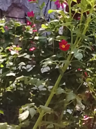 The image shows a close-up view of a flowering plant with several red flowers and green leaves. One prominent red flower with a yellow center is in focus in the middle of the frame. The background is blurred and appears to be a stone wall or building, possibly in an outdoor setting. The scene does not provide any information to identify it as being in Kümüş-Aziz, Kyrgyzstan.