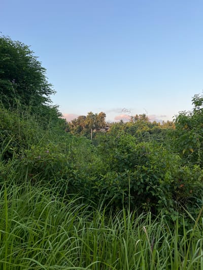 The image shows a landscape view in Ubud, Indonesia. The sky occupies the upper-left portion of the frame, transitioning from a light blue near the top to a slightly lighter hue near the horizon. The remaining area is dominated by dense green vegetation, including tall grasses in the foreground and various trees and bushes behind. The composition suggests the edge of a field or wooded area.