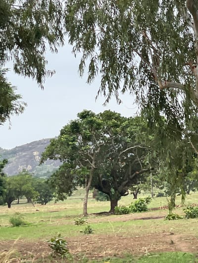 The image depicts a rural scene in Kasuwan Magani, Nigeria. The foreground is dominated by trees with dense foliage. In the midground, there's a grassy field with scattered vegetation and trees. A rocky mountain is visible in the distance, partially obscured by the trees. The sky is overcast. There are no people visible in the image.