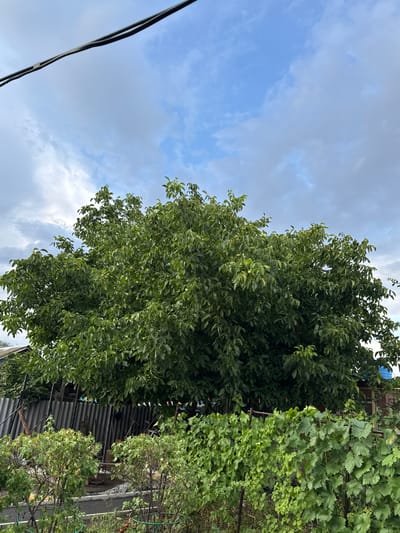 A wide shot captures a dense, leafy walnut tree in a yard, with a cloudy sky overhead. A dark power line stretches across the top of the frame. In the foreground, grapevines and other green foliage create a textured border. Behind the walnut tree, a corrugated metal fence and parts of a building are visible, suggesting a residential or utilitarian area. The scene is likely located in the city of Novoshakhtinsk, Russia, given the context. No people are present in the image.