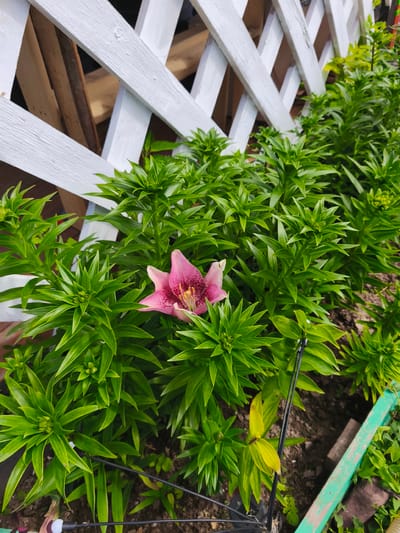 In Puchezh, Russia, a close-up shot captures a pink lily bloom nestled amongst lush green foliage, bordered by a white wooden lattice fence and some wooden planks. The lily's petals are adorned with dark pink speckles, and its stamen is visible. The surrounding plants are densely packed with vibrant green leaves, some appearing to be unopened buds. The ground is a mix of dark soil and some green edging. The overall scene depicts a garden setting with a focus on the delicate beauty of the flower.
