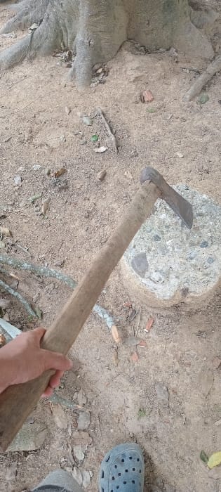 The scene, presumably located in Cujisal, Venezuela, depicts an outdoor, unpaved area. In the center, a light-skinned left hand firmly grips the mid-section of a wooden-handled axe. The axe's metal head, appearing to be an adze, rests with its sharpened edge on top of a roughly cylindrical concrete block. This concrete block, approximately 30-40 cm in visible height and diameter, exhibits a coarse, grey aggregate surface. The ground directly beneath and around these objects consists of dry, light-brown soil, sparsely covered with scattered dried leaves, small twigs, and fragments of wood. In the upper portion of the image, the base of a large tree with thick, gnarled roots is visible, suggesting the immediate environment is near vegetation. In the lower right corner, a portion of a person's left foot, encased in a grey-blue, perforated slip-on sandal, is visible on the ground. The arrangement suggests either a paused activity involving the axe and block or the temporary placement of the tool.