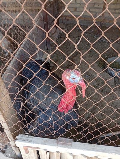 A black turkey with a red wattle and blue head is standing in a wire cage in an outdoor enclosure. The ground inside the cage is dirt and gravel, with some straw or hay visible in a bucket. The cage is made of rusty wire mesh and wooden posts. In the background, there is a brick wall. The image appears to be taken in a rural or farm setting. There is no indication of this specific location being in the city of Seýdi, Turkmenistan.