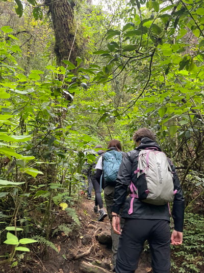 The image displays a group of hikers traversing a narrow, muddy dirt path through a dense, lush green forest. This scene is located in San Rafael, Mexico. Three individuals are clearly visible from behind, walking in single file away from the viewer. The foremost individual wears a dark waterproof jacket, dark pants, and a light grey Columbia backpack with pink straps. Ahead of them, a second person wears a white shirt, dark leggings, and a light blue Patagonia backpack. A third hiker is partially visible further down the path. The trail is characterized by uneven earth, exposed tree roots, and small rocks. Surrounding the path is abundant, vibrant green vegetation including large trees with moss-covered bark, various undergrowth, and ferns. The overhead canopy is dense, indicating an overcast sky or deep forest conditions.
