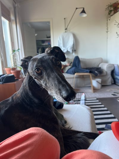 A brindle greyhound rests in the foreground of a living room in Hämeenlinna, Finland. The dog's head is turned to the left, with its large, dark eyes looking directly at the camera. The dog has a long, slender muzzle and distinctive floppy ears. Its brindle coat displays dark brown and black stripes. In the background, a person is lying on a cream-colored sofa, partially obscured by a light gray throw blanket. The sofa is positioned in front of a wall with a black wall-mounted lamp. A white blanket or sheet is draped over a portion of the wall to the left of the lamp. A tall, slender plant is visible on a shelf to the right of the lamp, with another plant on a windowsill in the far left of the image. A black and white striped rug is on the floor between the sofa and the foreground. To the right of the frame, a red object, possibly a toy, is partially visible. The overall environment suggests a comfortable, indoor domestic setting.