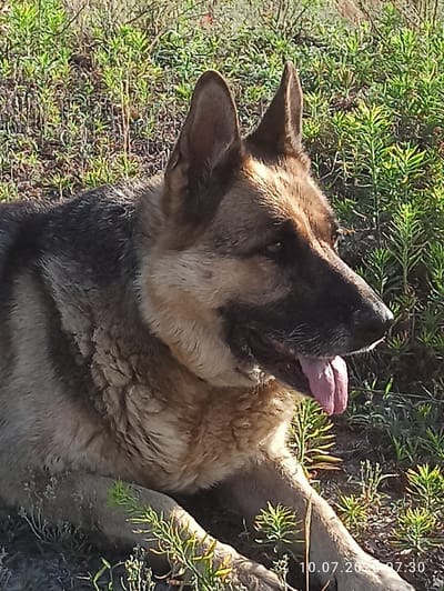 A medium shot, taken outdoors on a sunny day, shows a German Shepherd dog lying down in grassy terrain. The dog, facing right, has its mouth open and tongue hanging out. Its fur is a mix of tan, black, and grey. The background consists of dry grass and green foliage. A timestamp in the lower right corner reads "10.07.2023 07:30." The exact location in Myrotske, Ukraine is not specified in the image.