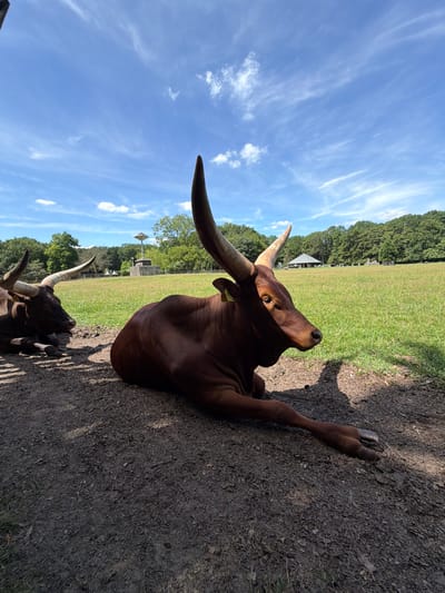 In this medium shot, an Ankole-Watusi bull is the primary subject, resting on the ground in a zoo or wildlife park. The bull is a rich brown color with distinctive, impressively long, curved horns that stretch outwards. Its head is turned towards the camera, and its eye is visible, giving it a watchful appearance.
The setting is outdoors with a bright, clear blue sky featuring wispy white clouds. In the background, a lush green field stretches out, bordered by a line of dense trees. Further back, a wooden structure resembling a small pavilion or shelter can be seen. The ground where the bull rests is a mixture of dirt and some scattered grass. The lighting suggests it is a sunny day, likely in the late morning or afternoon, casting distinct shadows.
Another Ankole-Watusi is partially visible in the foreground, its horns also prominent, suggesting the presence of more than one animal. The overall impression is one of a peaceful, perhaps lazy, moment for the bull, observed in its naturalistic enclosure. The image captures the impressive anatomy of the animal, particularly its horns, against a natural, sunlit backdrop. There is no visible text in the image.