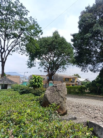 This outdoor, eye-level photograph captures a serene, verdant landscape under a bright, partly cloudy sky. The scene is dominated by lush green foliage and natural elements, with signs of human habitation in the mid-distance.
In the foreground, dense, low-lying green bushes, possibly tea plants, stretch across the bottom and left portions of the frame. A prominent, irregularly shaped large rock, dark gray with brownish tones, sits on the right side of the foreground, partially obscuring a dirt or gravel path that recedes into the midground on the right.
The midground features several large, mature trees with substantial trunks and full, green canopies, framing the central view. One tree, particularly large, stands centrally, its aerial roots visible. Between the foreground foliage and the distant buildings, there are more varied green shrubs and small trees. A small, light-colored building with a dark, ridged roof is visible on the far left, nestled among the greenery.
In the background, several houses and structures are visible under the expansive sky. These buildings display various architectural styles and colors, including a two-story yellow house with a balcony on the right side. Faint outlines of distant mountains or hills can be seen beneath the horizon. Power lines traverse the sky in the upper mid-section of the image.
The weather appears to be bright and clear, with diffuse daylight suggesting morning or early afternoon. No specific activity or event is taking place, and no people are visible. There is no visible text in the image.