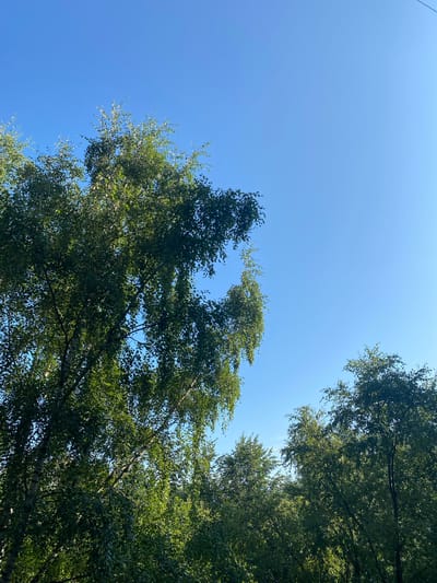 The image is a low-angle shot looking up at a bright blue sky. Lush green trees with dense foliage fill the bottom half and left side of the frame. The sun is casting light through the leaves, creating a dappled effect. No people or specific structures are visible, suggesting an outdoor, natural environment. The location is identified as Щит Снт, Russia.