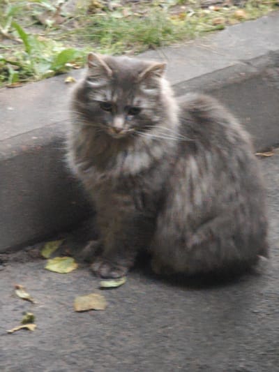 An adult, long-haired, grey tabby cat is sitting on a paved surface next to a curb. The cat is facing the camera with its head turned slightly to the left. There are several fallen leaves scattered on the ground around the cat. In the background, there is out-of-focus green foliage and a concrete curb. The scene appears to be outdoors.