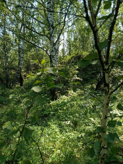 This is a full shot, eye-level, outdoor photograph of a sun-dappled birch forest. The foreground features a young birch tree with a pale, mottled trunk and branches extending towards the viewer. In the midground and background, numerous mature birch trees with characteristic white bark and dark markings stand amidst dense green foliage and undergrowth. Sunlight filters through the leaves, creating patches of light and shadow on the forest floor, which is covered in grass and various plants. The overall impression is one of a natural, verdant woodland. The location is identified as the city of Borodino, Russia. There are no people or animals visible in the image, and no specific actions or interactions are depicted.