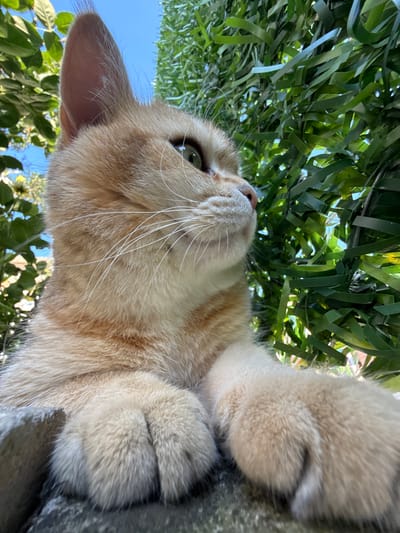 A close-up, low-angle shot of an orange tabby cat rests on a stone wall. The cat's head is to the left of the frame, with its gaze directed to the right. Green foliage frames the top and right sides of the image, with a bright blue sky visible in the upper left quadrant. The cat's front paws are visible, resting on the stone. The scene appears to be outdoors, possibly in a garden or yard. The location of Yurukovo, Bulgaria is not discernible from the image.