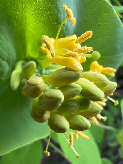 A close-up, high-angle shot features a cluster of pale green, elongated flower buds with faint red lines on their surface. Some of these buds are partially open, revealing delicate yellow stamens with yellow pollen. A few fully bloomed yellow flowers are visible at the top, their petals somewhat tattered and their stamens also dusted with pollen. The flowers and buds are set against a background of large, vibrant green leaves, one of which is prominently displayed in the upper left corner, showing a network of veins. The overall lighting suggests it is daytime, with sunlight illuminating the scene. The image was captured in Angarskie Khutora, Russia, and depicts a natural botanical scene.