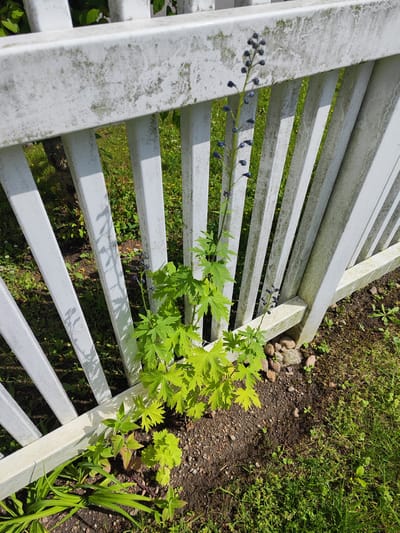 A white picket fence borders a patch of dirt and grass. A spindly plant with delicate blue buds grows up the side of the fence. Nearby, a vibrant green plant with large, lobed leaves also grows, its branches reaching towards the fence. The fence itself shows signs of age and weathering, with patches of green and gray on its white surface. The ground is a mix of dark soil, small stones, and sparse green grass. In the background, more greenery and trees are visible through the gaps in the fence. The scene appears to be outdoors in a garden or yard, likely in Gvardeysk, Russia, given the context.