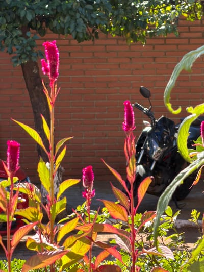 The media file is a photograph taken outdoors, likely in Asuncion, Paraguay. The scene is dominated by vibrant green foliage and bright pink celosia flowers in the foreground, with a rustic brick wall forming the background. A black motorcycle is partially visible behind the plants, suggesting an urban or suburban setting.

The photograph appears to be taken during the day, with bright sunlight casting shadows and highlighting the colors of the plants. The time of day is difficult to determine precisely, but the quality of light suggests it could be late morning or afternoon. The weather appears to be clear and sunny.

The focus of the image is on the natural elements, particularly the contrasting colors of the pink flowers and green leaves against the red brick. The motorcycle is out of focus and serves as a secondary subject, adding a touch of modernity to the otherwise natural scene. There is no visible text in the image. The overall mood is peaceful and vibrant, highlighting the beauty of the natural world in an everyday setting.