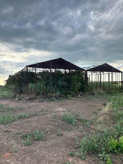 The image shows two dilapidated greenhouse structures in Баягиз, Kazakhstan. The structures are made of rusted metal frames, with the roofs partially intact and covered in dark material. Overgrown vegetation, primarily bushes and tall grasses, fills the interior of the greenhouses and surrounds them. The ground in front of the structures is dry, dusty earth with scattered small plants and some debris, including bricks. The sky above is overcast with dramatic, dark grey clouds, suggesting an approaching storm or the end of a day with unsettled weather. There are no people or animals visible in the image. The overall impression is one of abandonment and decay.